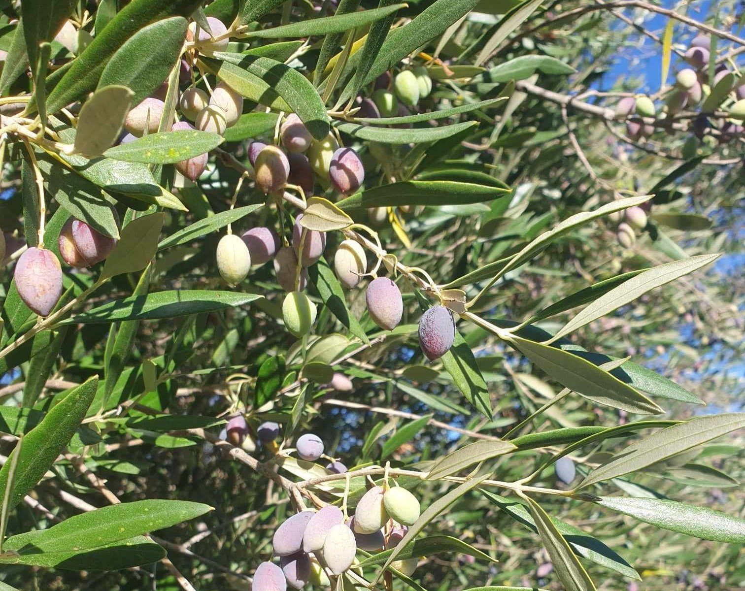 Καρπός Ελιάς